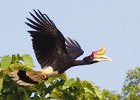 Susan Chambers_Rhinoceros Hornbill.jpg